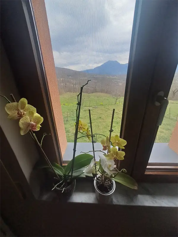 vista